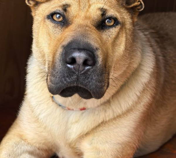 Coco