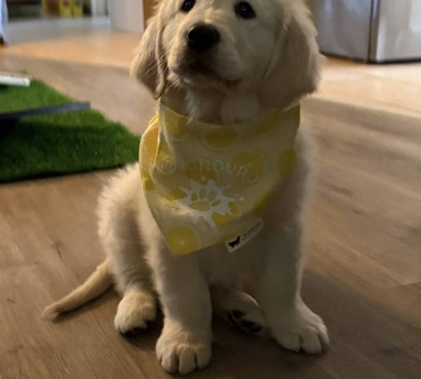 Finn