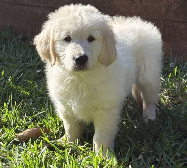 Finn