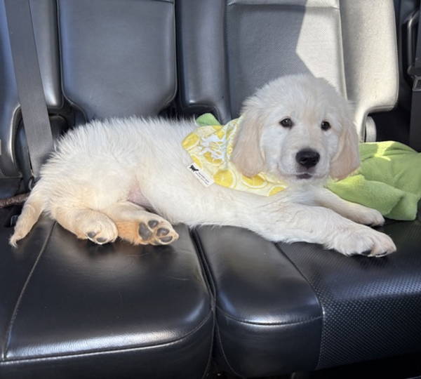 Finn