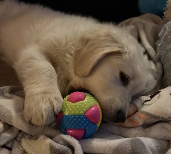 Finn