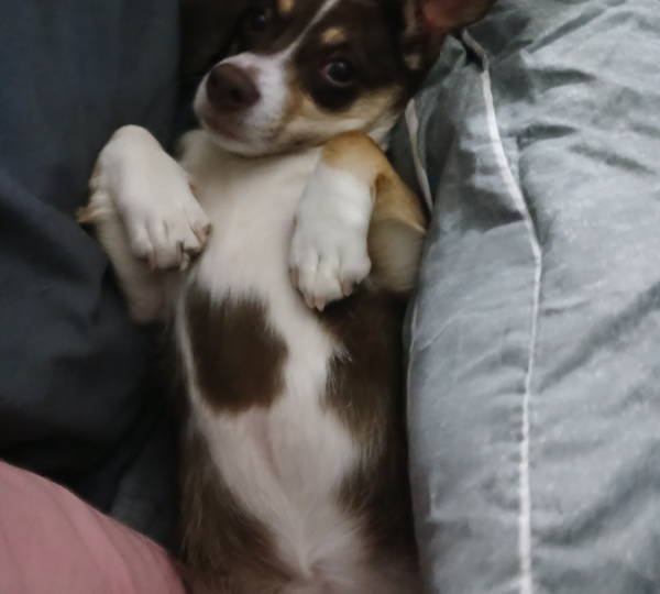 Coco