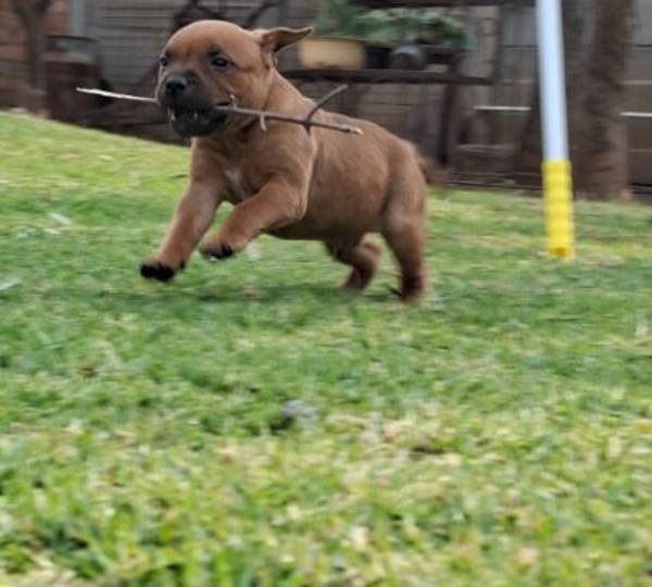 Sam