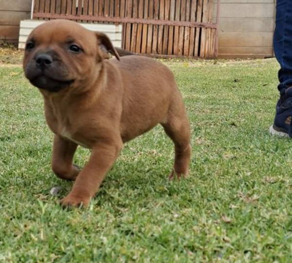 Sam
