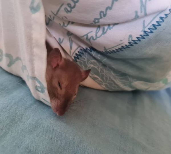 Milo