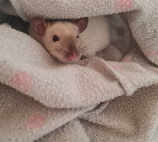 Milo