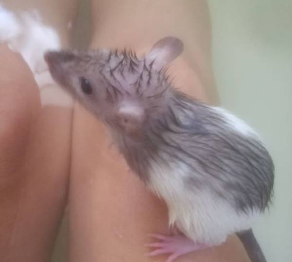 Milo