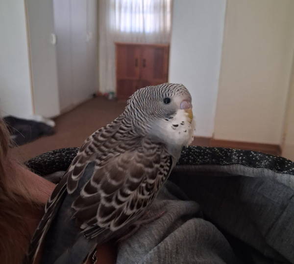 Daisy