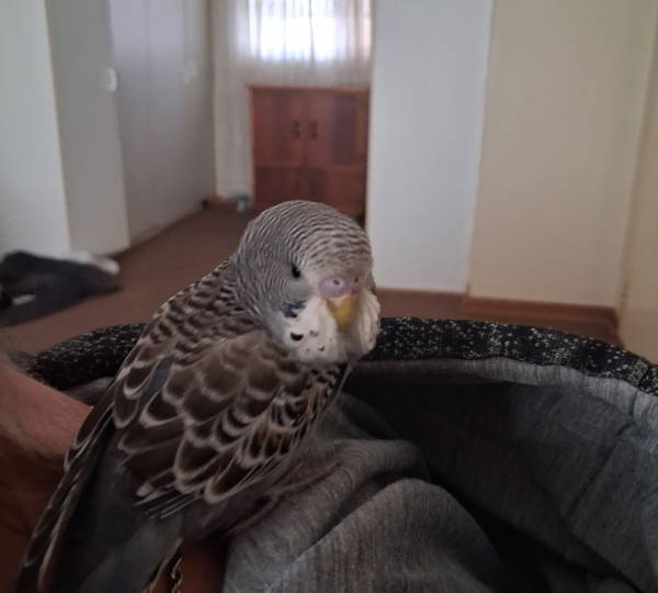 Daisy