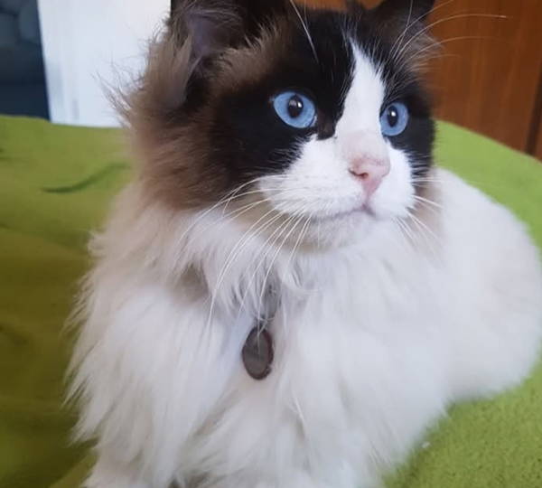 Mia