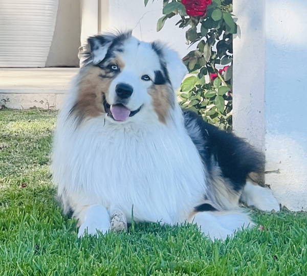 Ollie