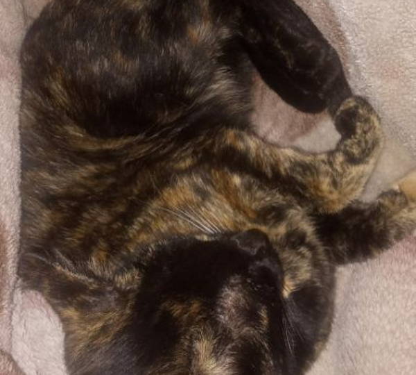 Peanut