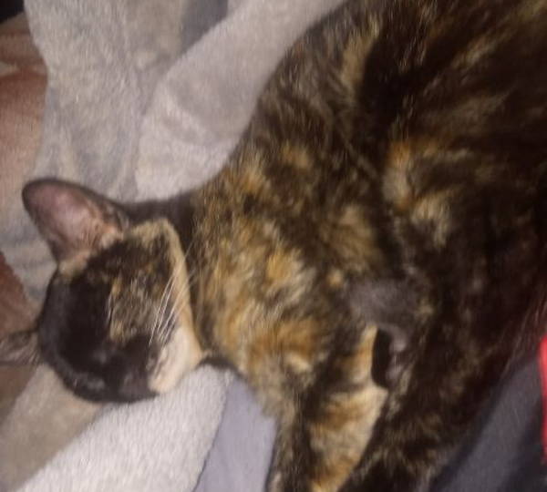 Peanut