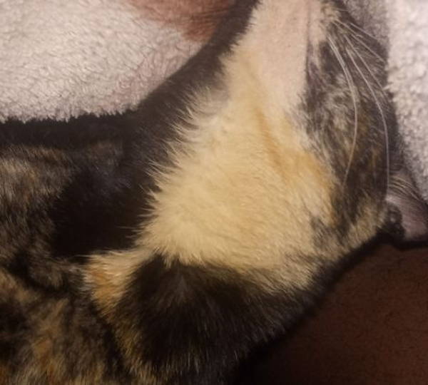 Peanut