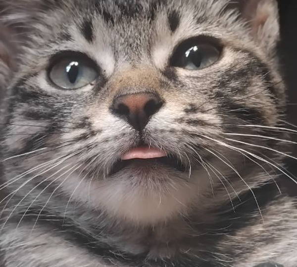 Zoë