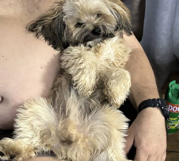 Buksie