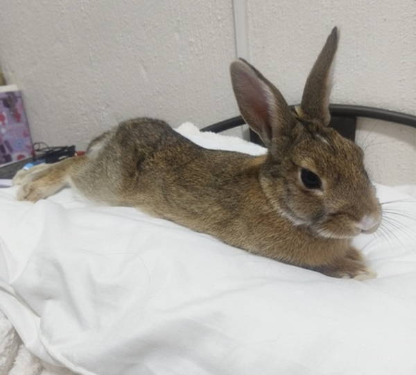 Peanut