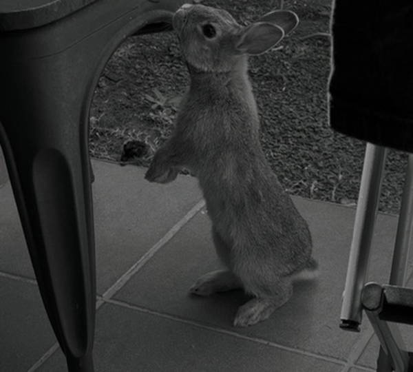Peanut