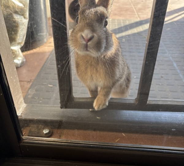 Peanut