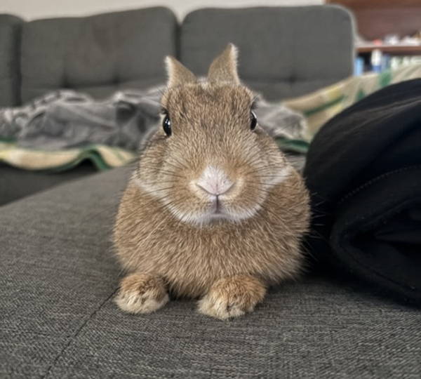Peanut