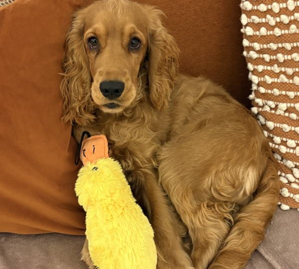 Reggie