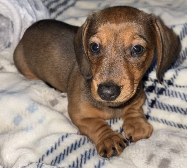 Milo