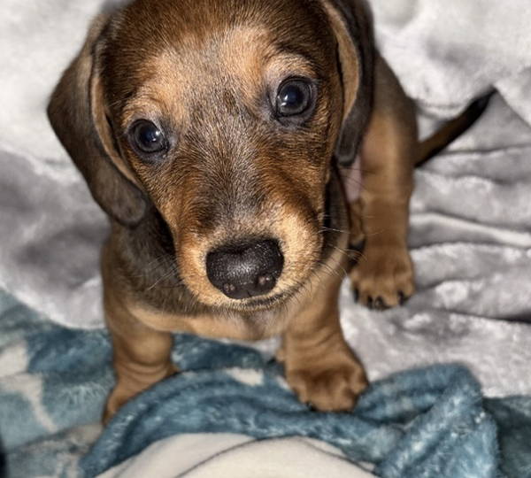 Milo