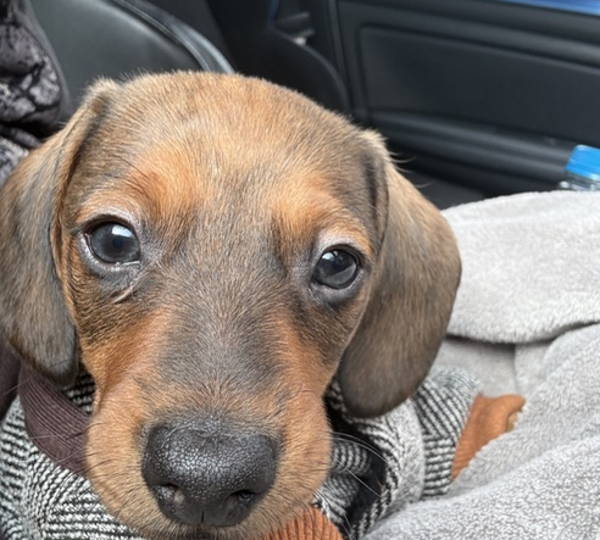 Milo
