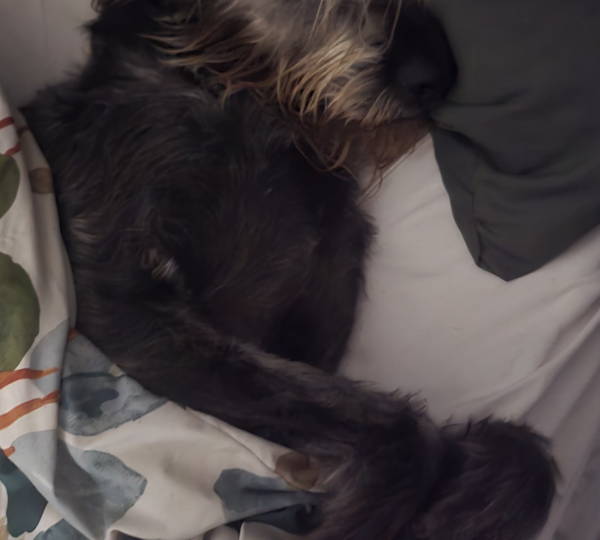 Moose