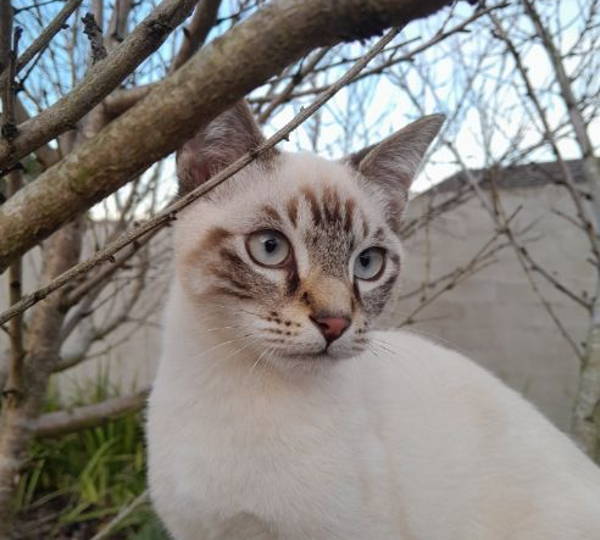 Biscuit