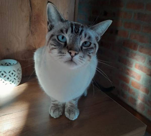 Biscuit