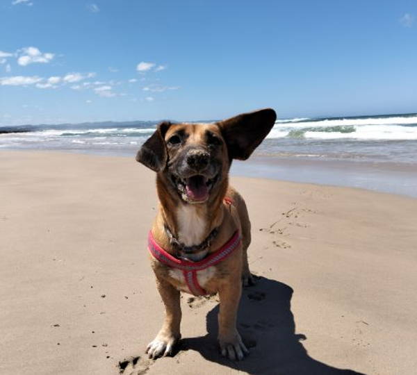 Tinkerbell
