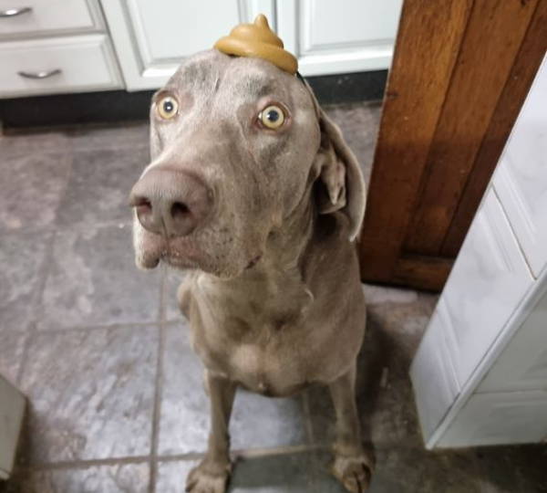 Loki