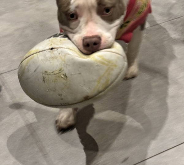 Dolly