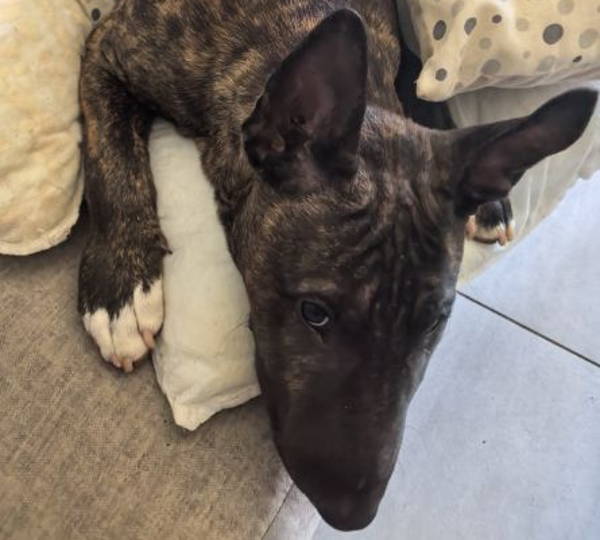 Onyx