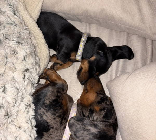 Luna & Leo