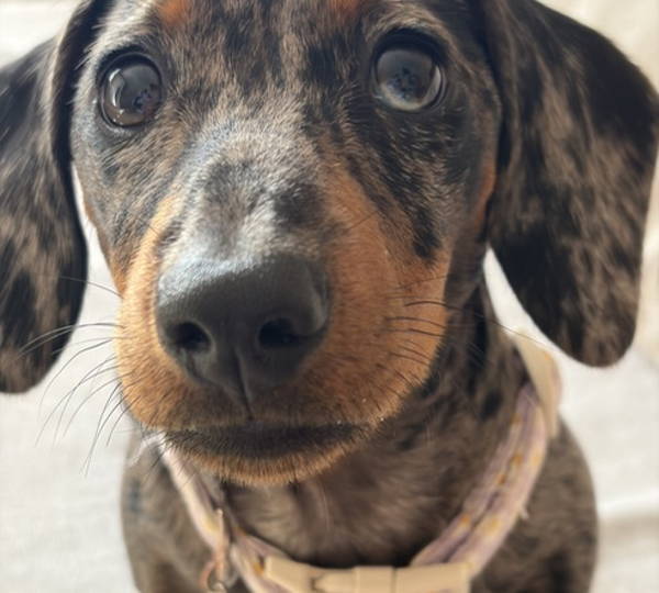 Luna & Leo