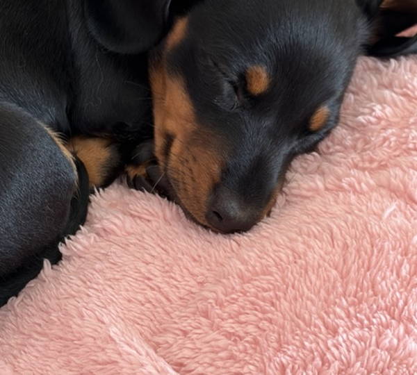 Luna & Leo