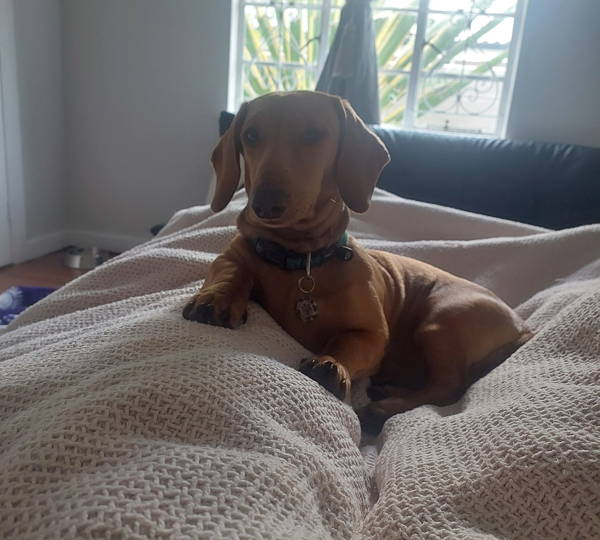 Biscuit