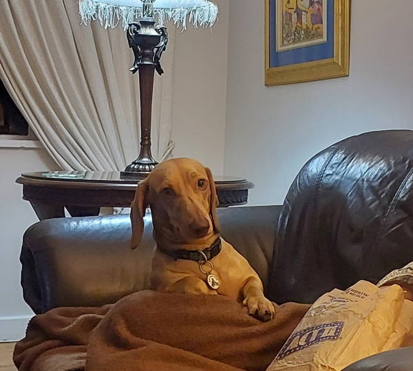 Biscuit