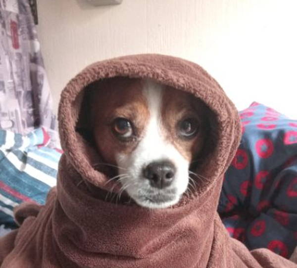 Rango