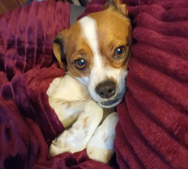 Rango