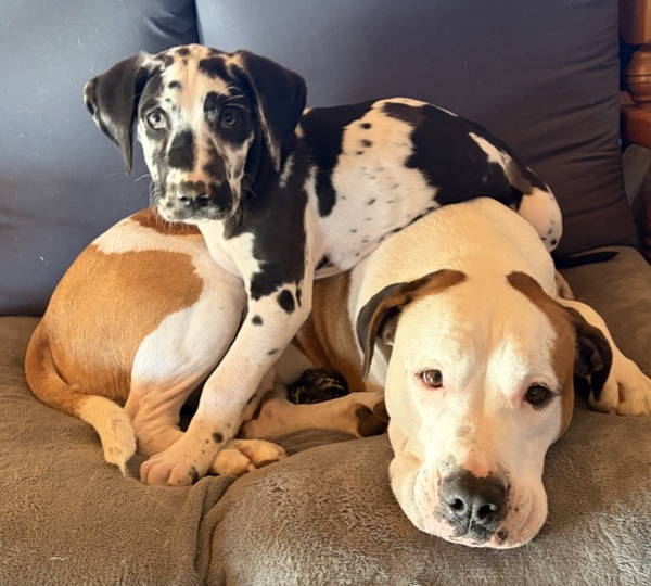 Harley & Wagter