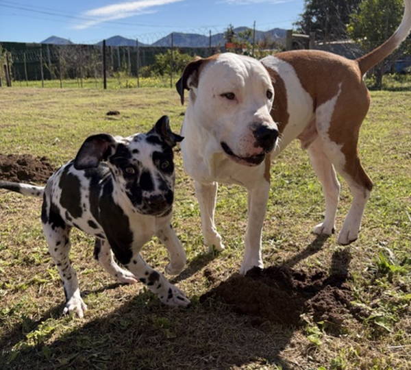 Harley & Wagter
