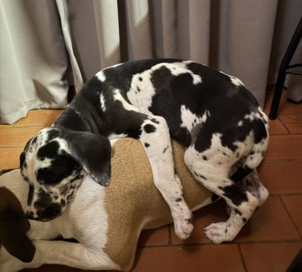Harley & Wagter