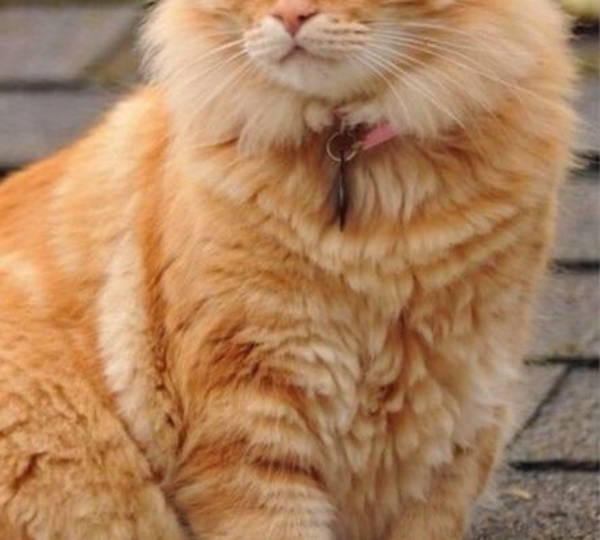 Ginger