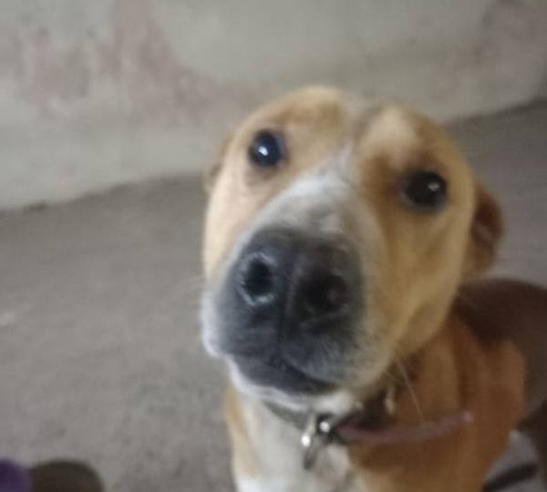 Duke