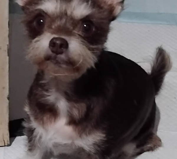 Roxie