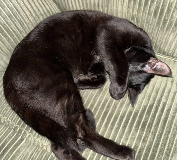 Luci