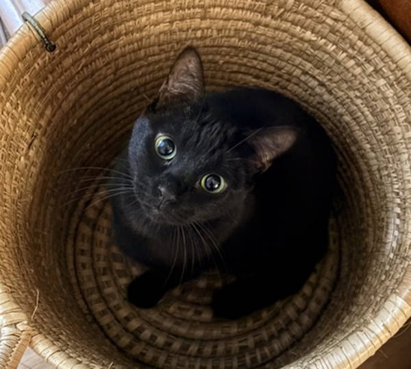 Luci